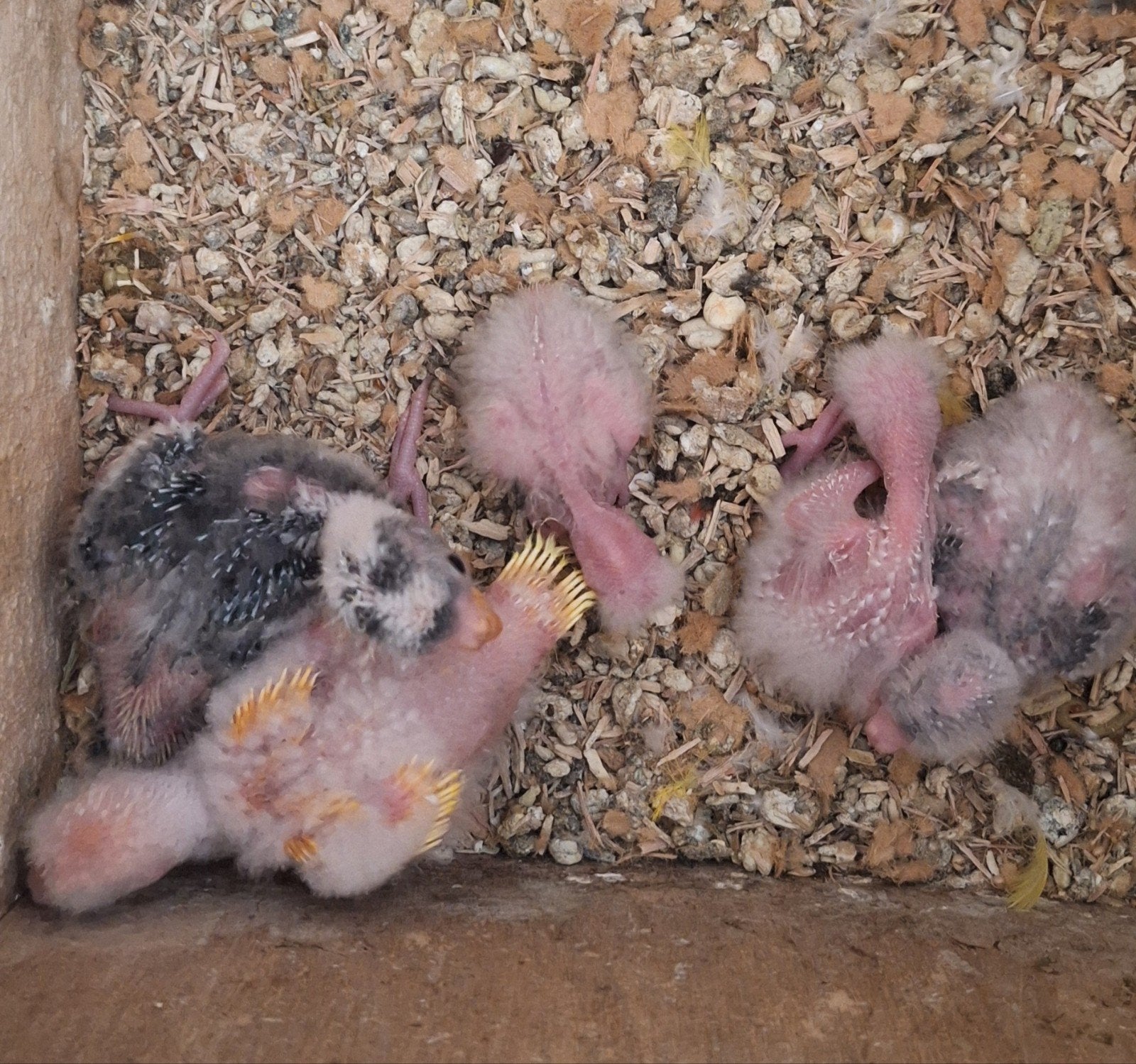 Baby kakarikkis nog 3 st nu🦜🦜🦜, Dieren en Toebehoren, Vogels | Parkieten en Papegaaien