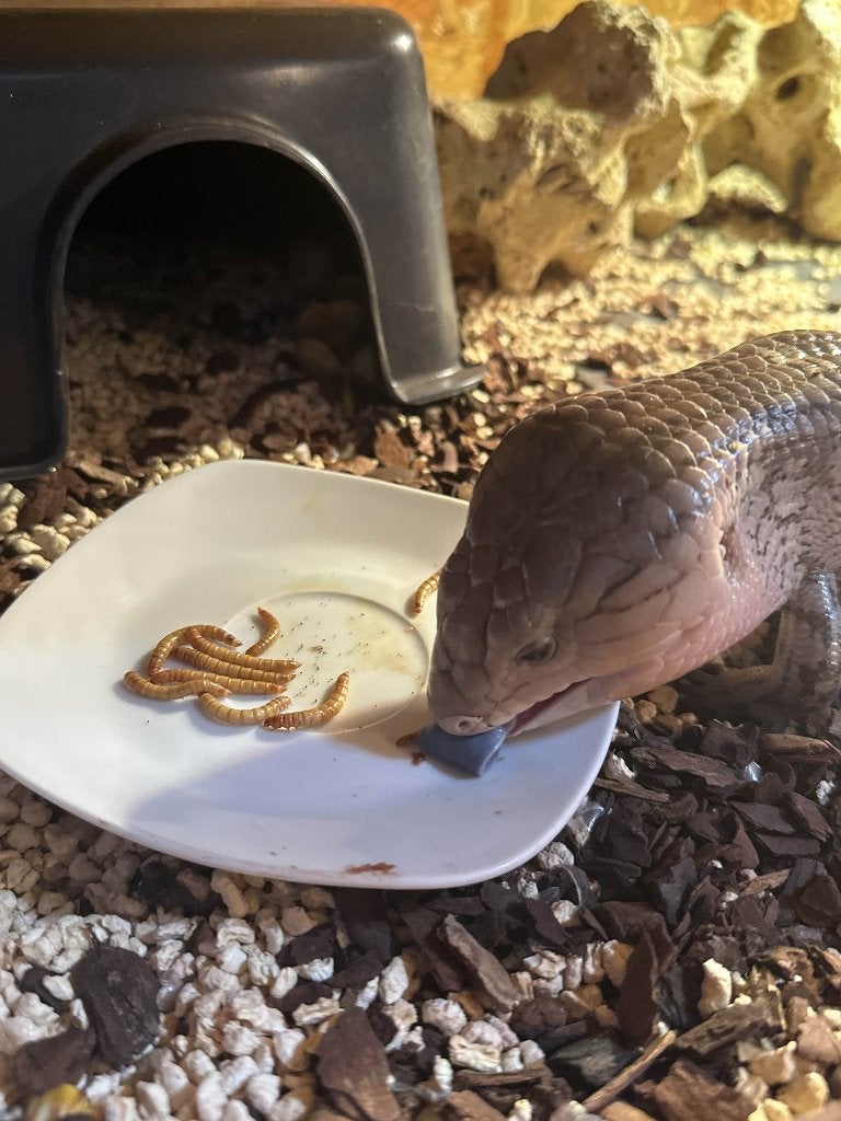 blauwtong skink, Hagedis, Tam, 7 tot 10 jaar