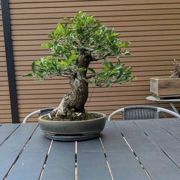 Chapeau Bonsai Cardinal, Jardin & Terrasse, Enlèvement