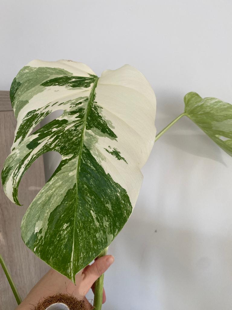 Plant Monsteria variegata stek, Ophalen, Overige soorten, Halfschaduw, Minder dan 100 cm