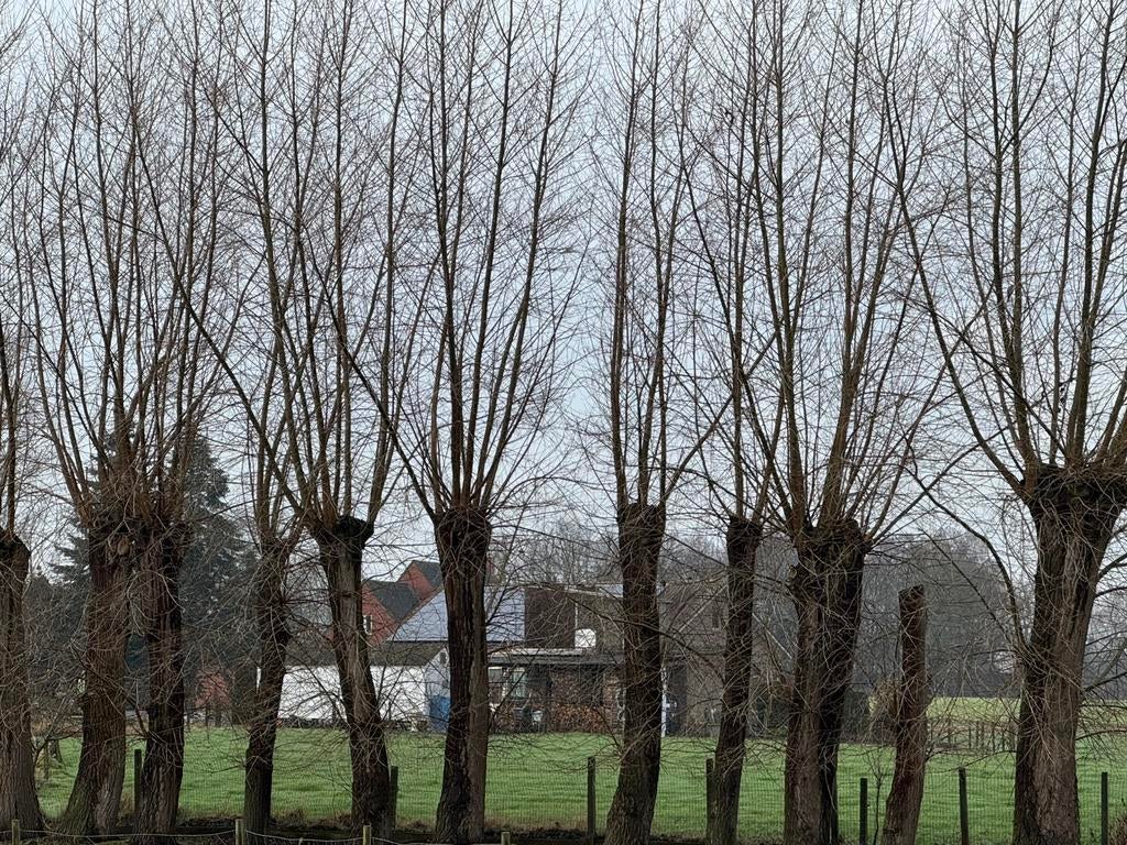 Snoeien voor het hout, Enlèvement