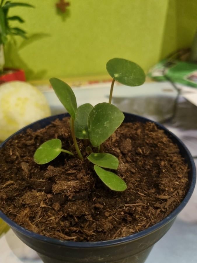 Boutures de plantes à crêpes enracinées, Plante verte, Enlèvement, Moins de 100 cm