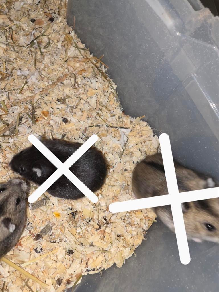 1 Lieve Hamsters Beschikbaar opzoek naar een nieuwe baasje !, Animaux & Accessoires, Rongeurs, Mâle, Hamster, Janvier, Domestique