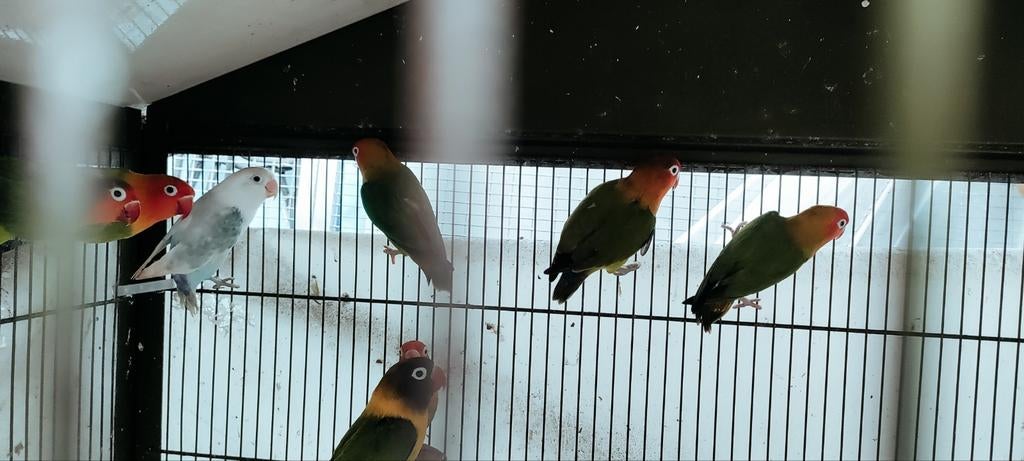 Personata s, Dieren en Toebehoren