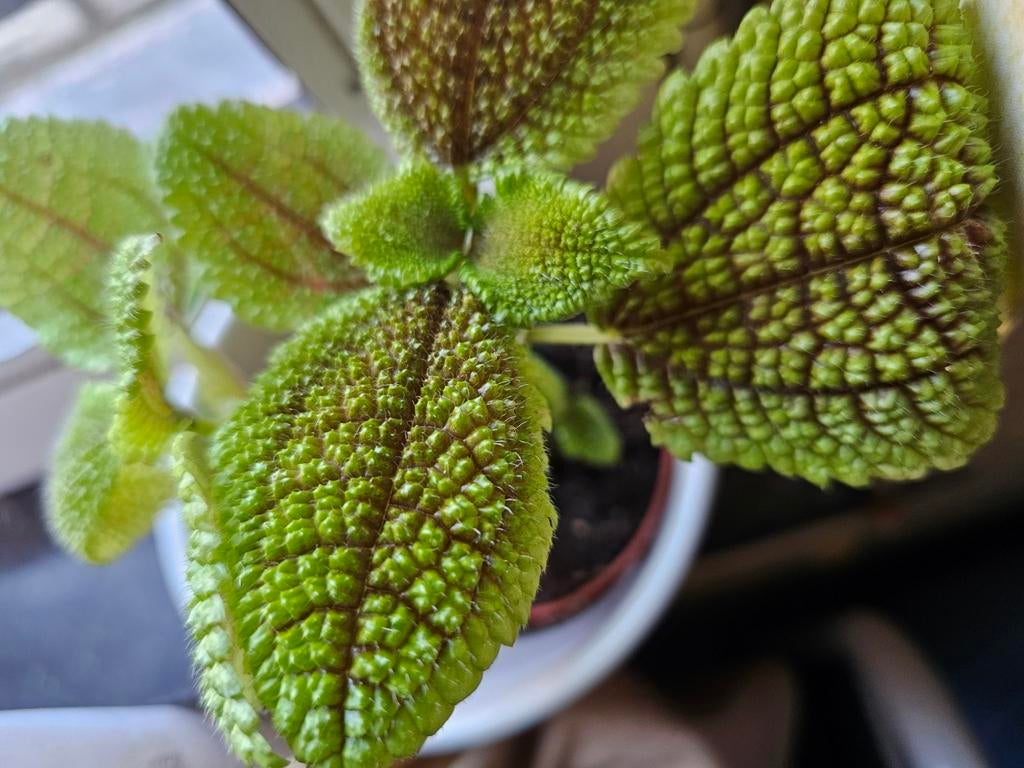 Pilea moon valley, Enlèvement ou Envoi