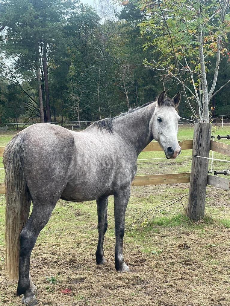 Verzorgers gevraagd / gezocht, Dieren en Toebehoren, Paarden