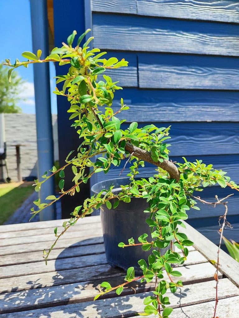 startplant bonsai coteneastor, Tuin en Terras, Planten | Bomen, Ophalen