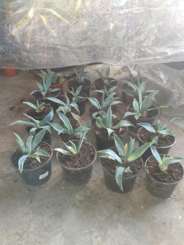 Agave, Enlèvement, Comme neuf