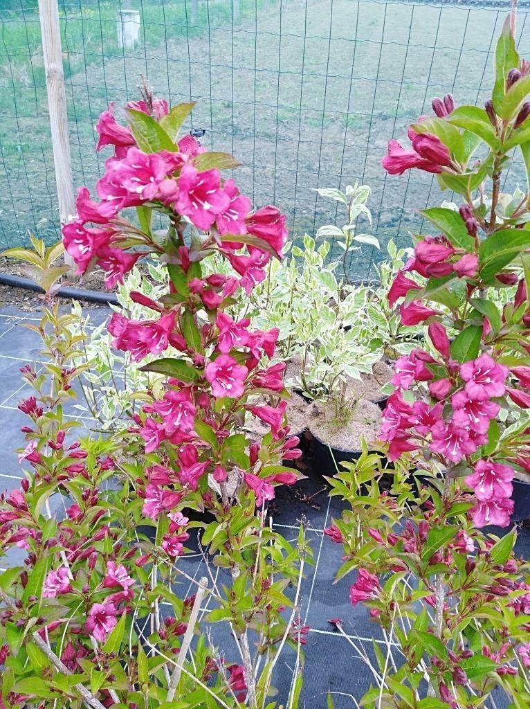 Weigela 'Bristol Ruby' arbuste ornemental à fleurs rouges, Enlèvement, Autres espèces, Arbuste, 100 à 250 cm