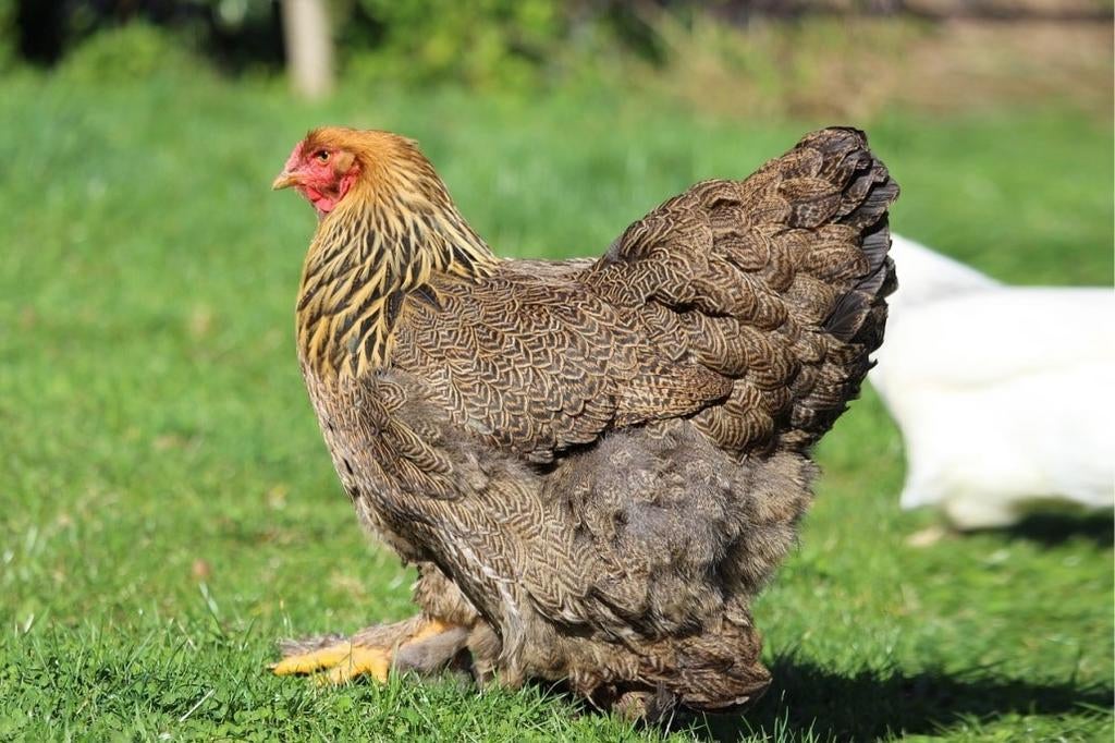 Brahma Groothoender kippen jonge hennen beschikbaar, Femelle, Poule ou poulet