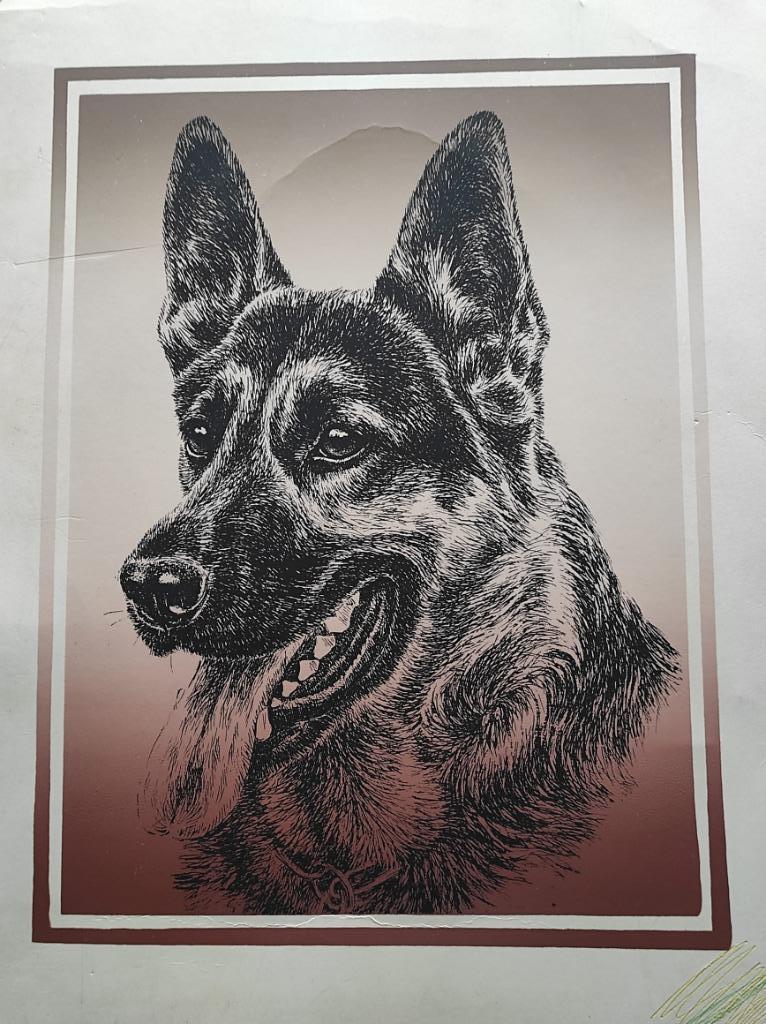 Duitse Herdershond pentekening > zie foto en lees info., Ophalen of Verzenden