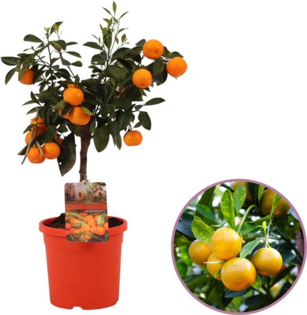 de très jolis MANDARINIERS, greffés! en pot, 60/+ cms 22€/pc, Enlèvement ou Envoi, Printemps, Plante fixe, Plein soleil