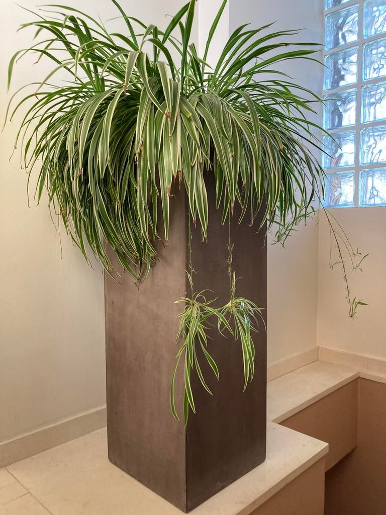Plantenbak in polyester, Tuin en Terras, Ophalen of Verzenden, Zo goed als nieuw, Binnen
