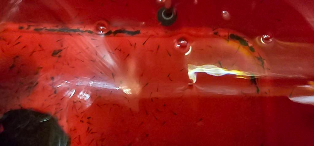 Notropis, Dieren en Toebehoren