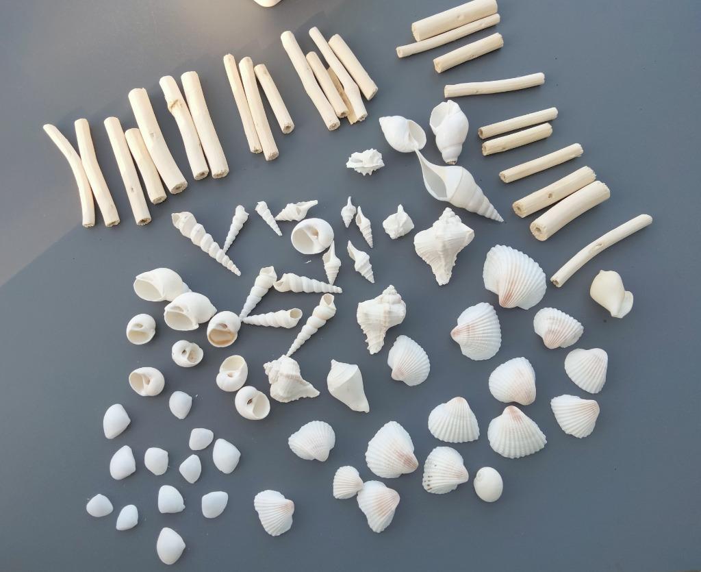 100 verschillende prachtige schelpen in wit, Ophalen, Schelp(en)