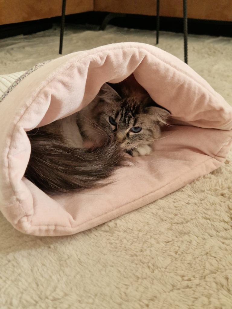 Katten luxe slaapzak, Animaux & Accessoires, Enlèvement ou Envoi, Comme neuf, Autre