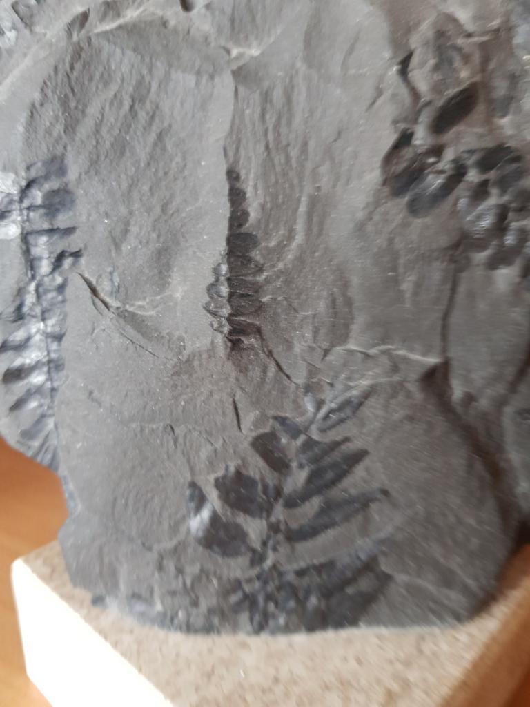 Steen met bladafdruk (fossiel ), Enlèvement, Fossile