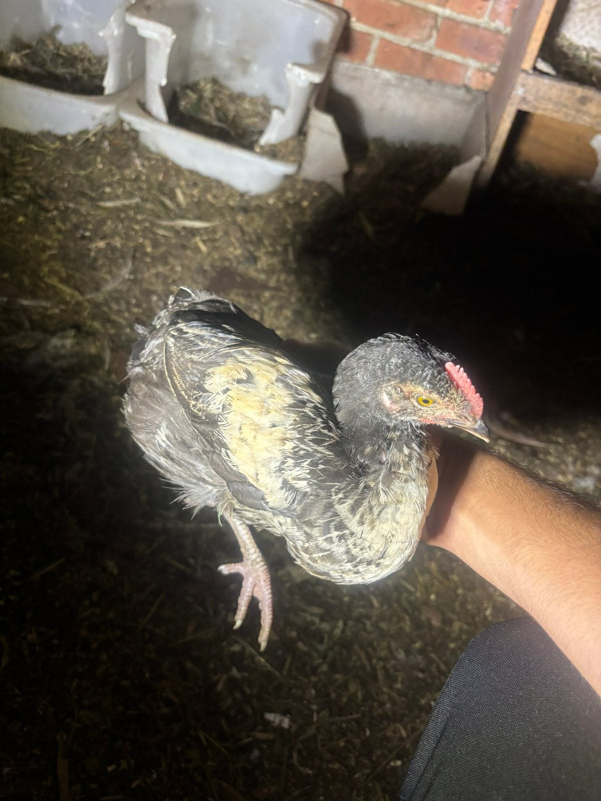 2 coqs, Animaux & Accessoires, Mâle, Poule ou poulet