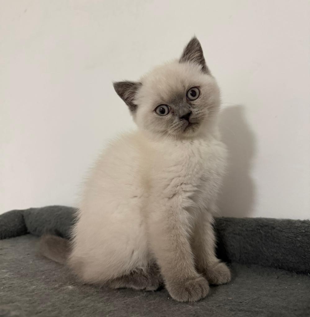 Britse korthaar, Dieren en Toebehoren, Kater, Gechipt, 0 tot 2 jaar