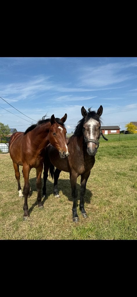 Hengst ultra star JM, Dieren en Toebehoren, Hengst, Z, Springpaard, Met stamboom