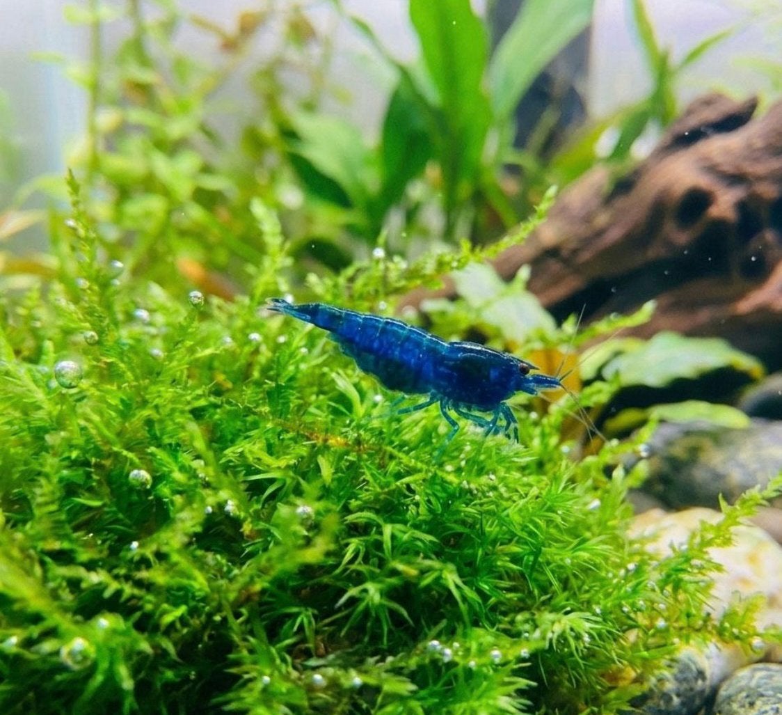 Mooie blauwe garnalen
