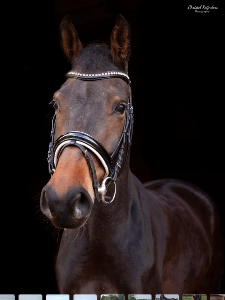 Lieve merrie met veel dressuur potentieel, Dieren en Toebehoren, Paarden, Merrie, Dressuurpaard, 170 tot 175 cm, 11 jaar of ouder