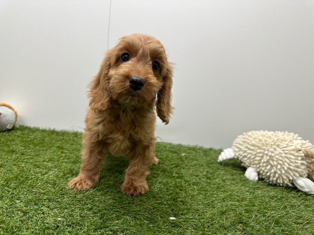Chiots Cockapoo (F1), Maladie de Carré (chiens), Autres races, Plusieurs, Belgique