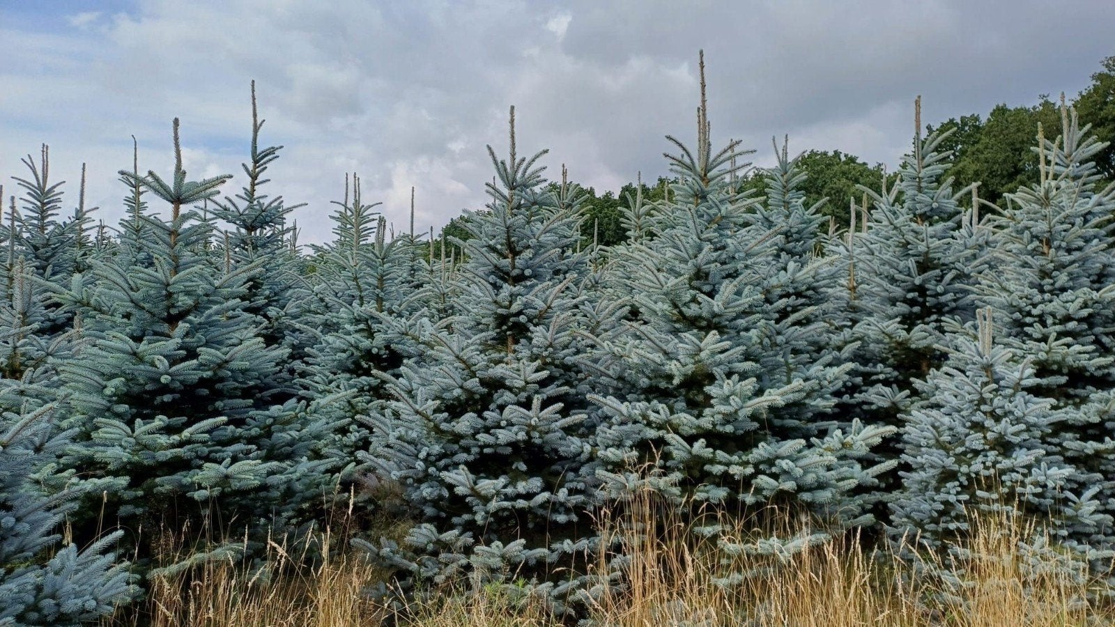 super actie in kerstbomen en kerstgroen op=op, Ophalen of Verzenden