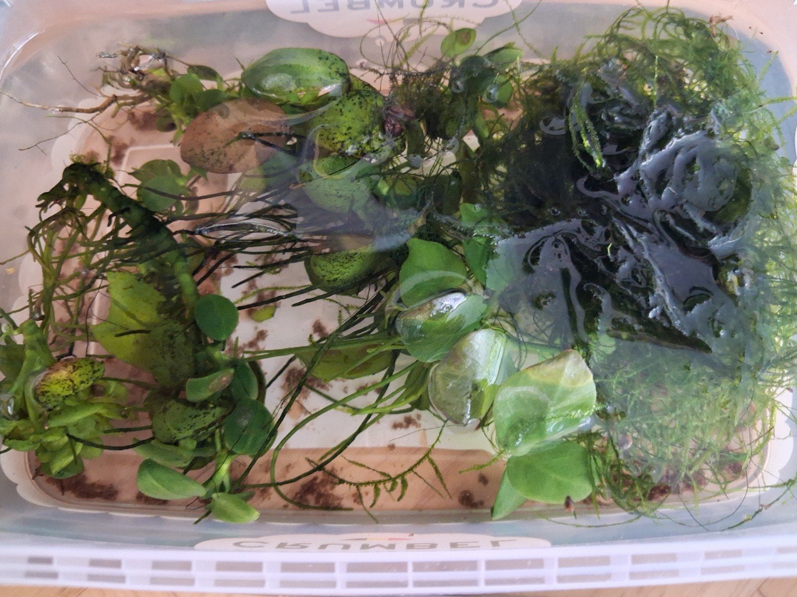 Boutures anubias voir pot + 1 peu de mousse java +escargots