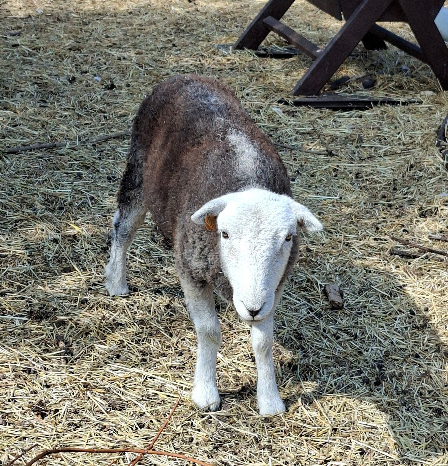 Herdwick ooi, Dieren en Toebehoren, Vrouwelijk, Schaap, 0 tot 2 jaar