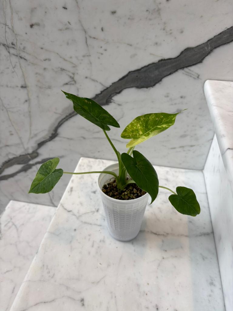 Alocasia Gageana Aurea Variegata, Huis en Inrichting, Groene kamerplant, Ophalen of Verzenden, Overige soorten, Minder dan 100 cm