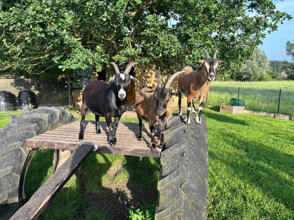 Familie van 3 dwerggeitjes (2 miekes & 1 bokje), Femelle, Chèvre, 3 à 5 ans