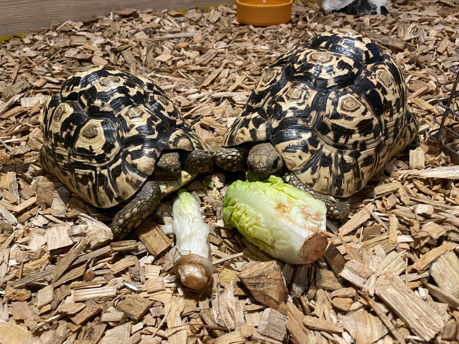 Landschildpadden gezocht