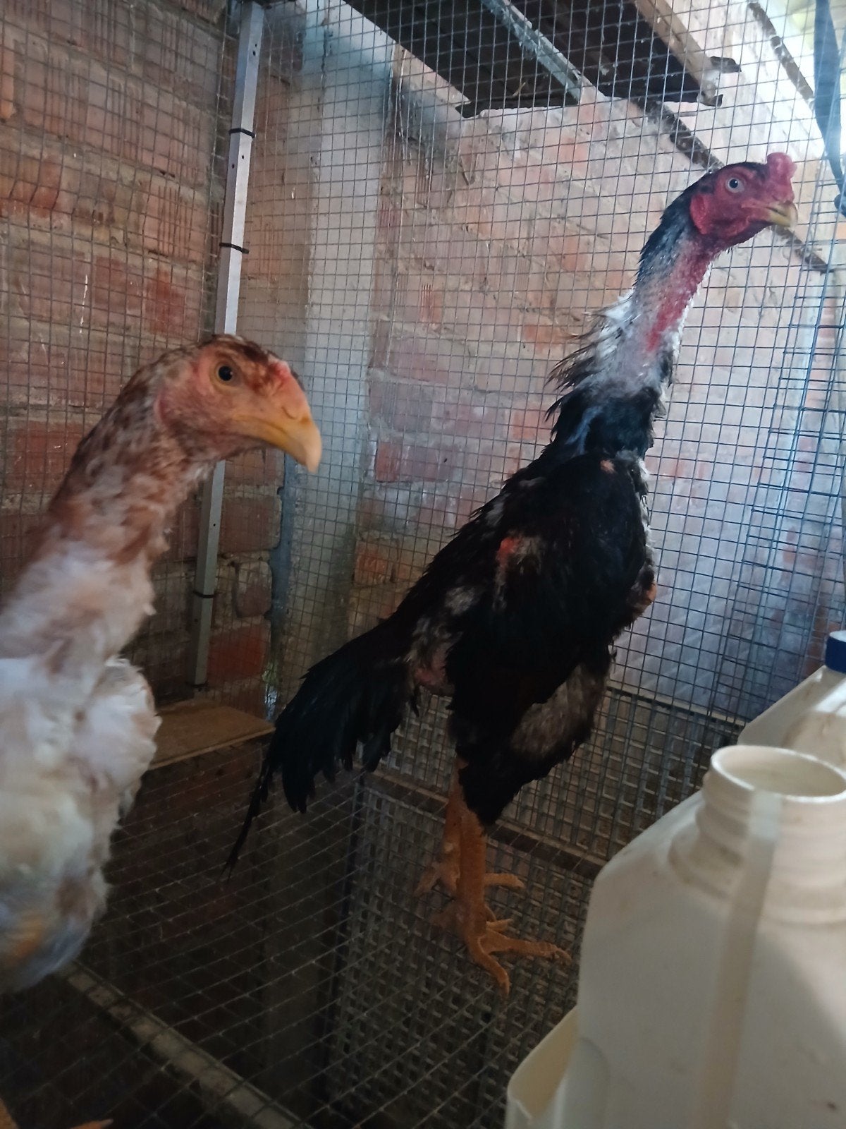 Haan shamo2025, Dieren en Toebehoren