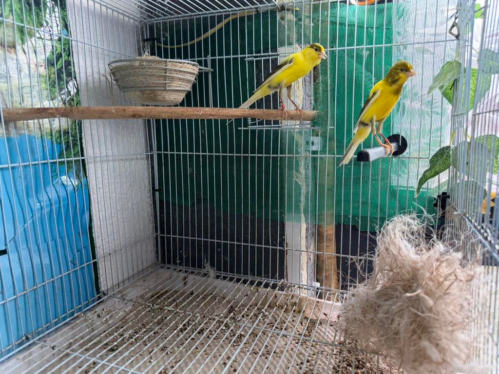 Canari, Enlèvement ou Envoi