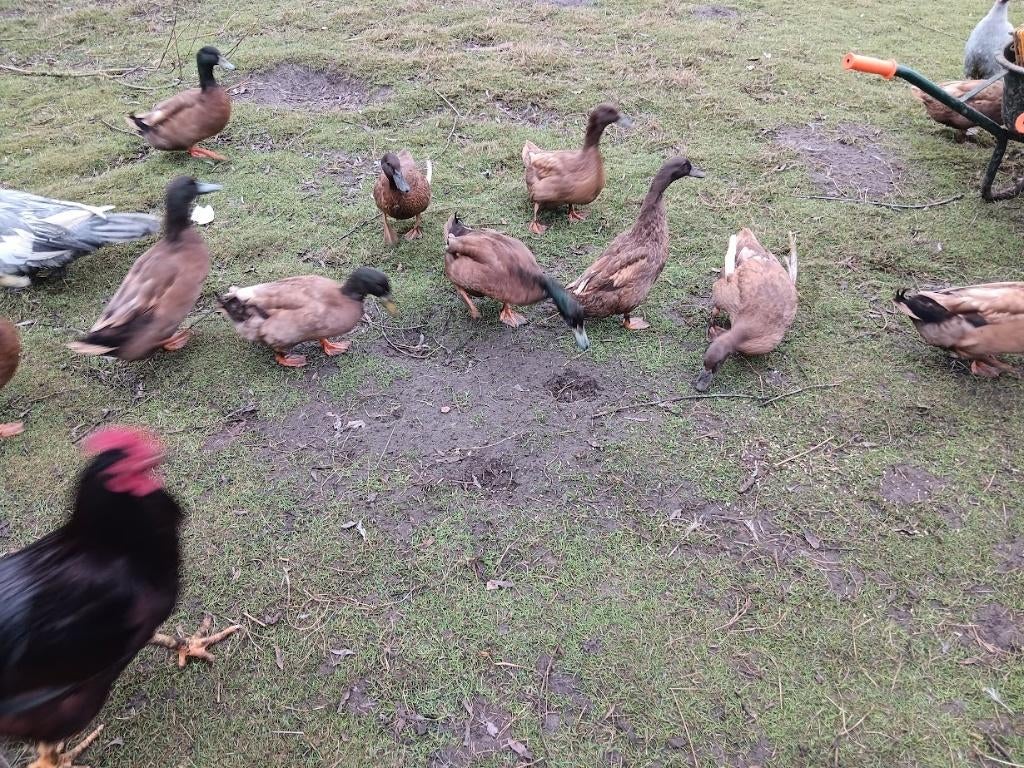 khaki campbell eend broedeieren, Eend