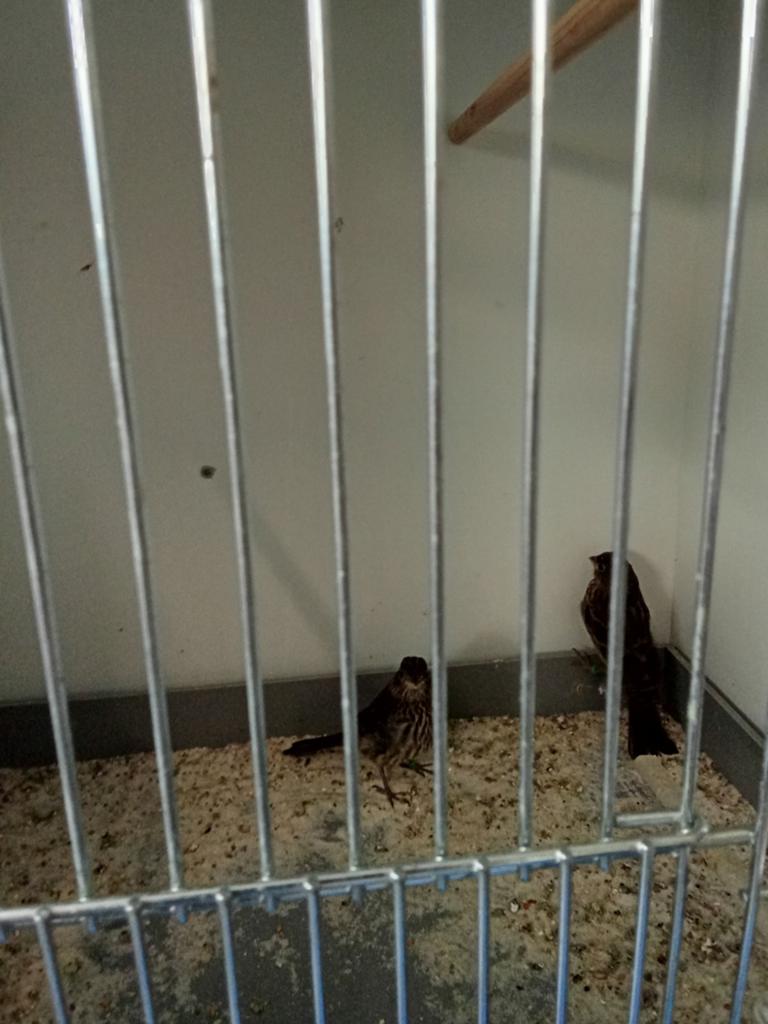 Te koop 4 Jonge Mexicaanse roodmussen, Sexe inconnu