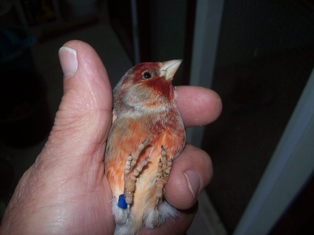 distelvink x kanarie, Dieren en Toebehoren, Meerdere dieren, Bastaard