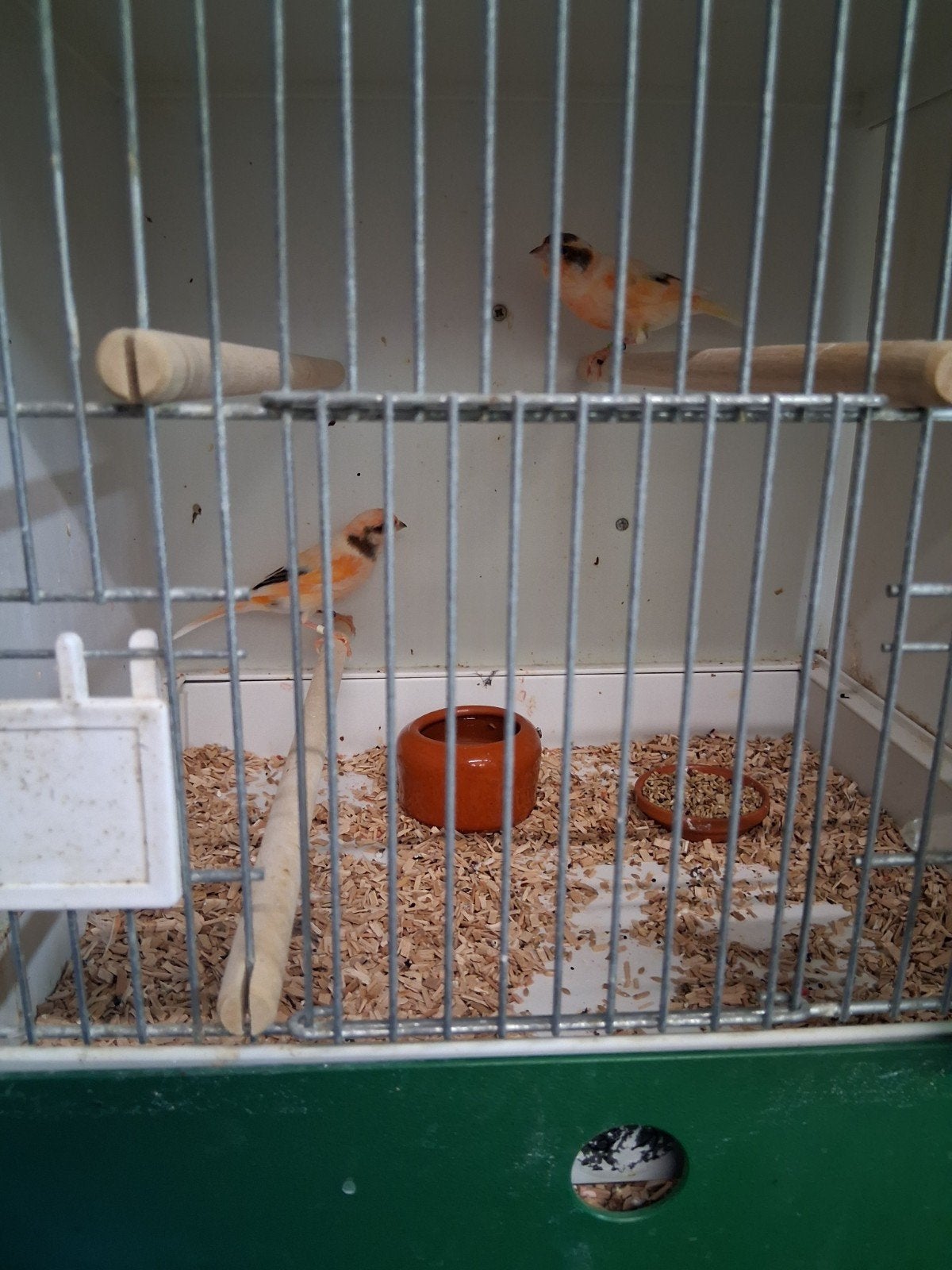 harlekijn mannen, Dieren en Toebehoren