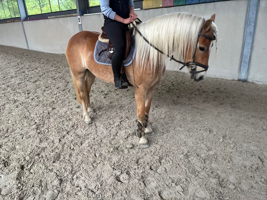 Topbrave 4 jarige haflinger merrie, Jument