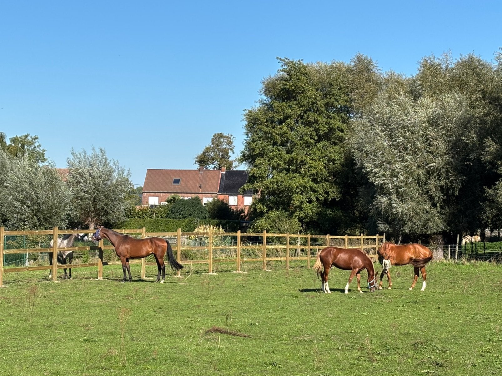 Privestalling te Ichtegem aan de Engel, Dieren en Toebehoren, Stalling