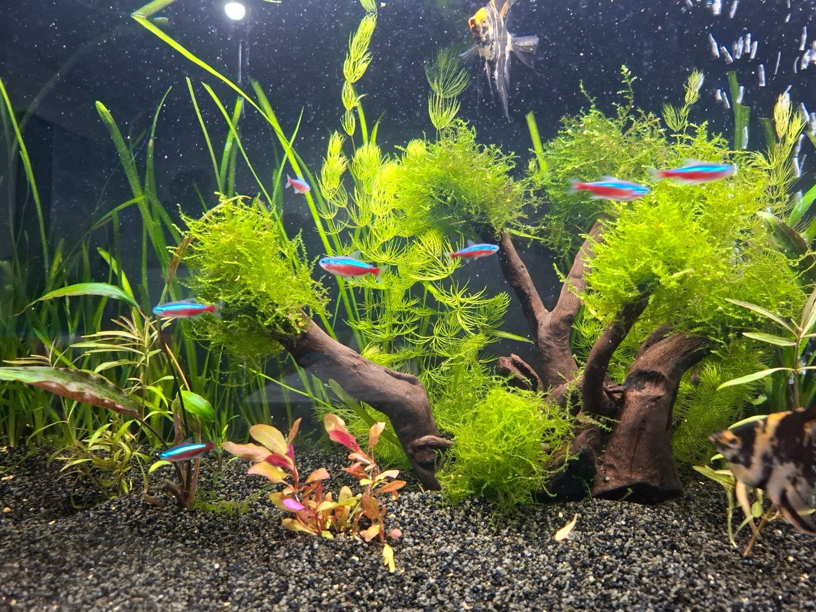 neon tetra, Dieren en Toebehoren, Vissen | Aquariumvissen