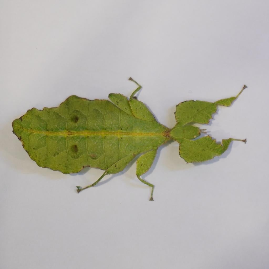 wandelend blad (cryptophyllium oyae 'chiang Rai', Dieren en Toebehoren, Reptielen en Amfibieën, Overige soorten