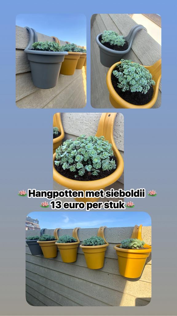 Hangpotten met sieboldii en Sempervivum winterhard, Ophalen