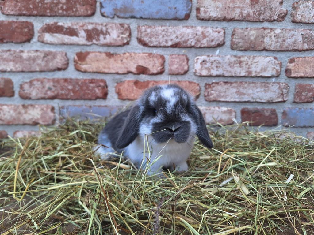 Ras dwergkonijntjes (rassen in omschrijving), Meerdere dieren, Dwerg, Hangoor, 0 tot 2 jaar