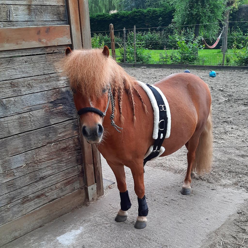 Gezocht weidemaatje shetlandpony grote maat, Vermifugé, Poney de récréation, Plusieurs animaux, Poney A (jusqu'à 1.17 m)