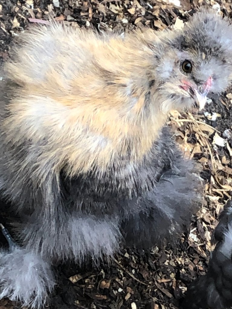 2 usa zijdehoen hanen, Dieren en Toebehoren, Pluimvee, Mannelijk, Kip