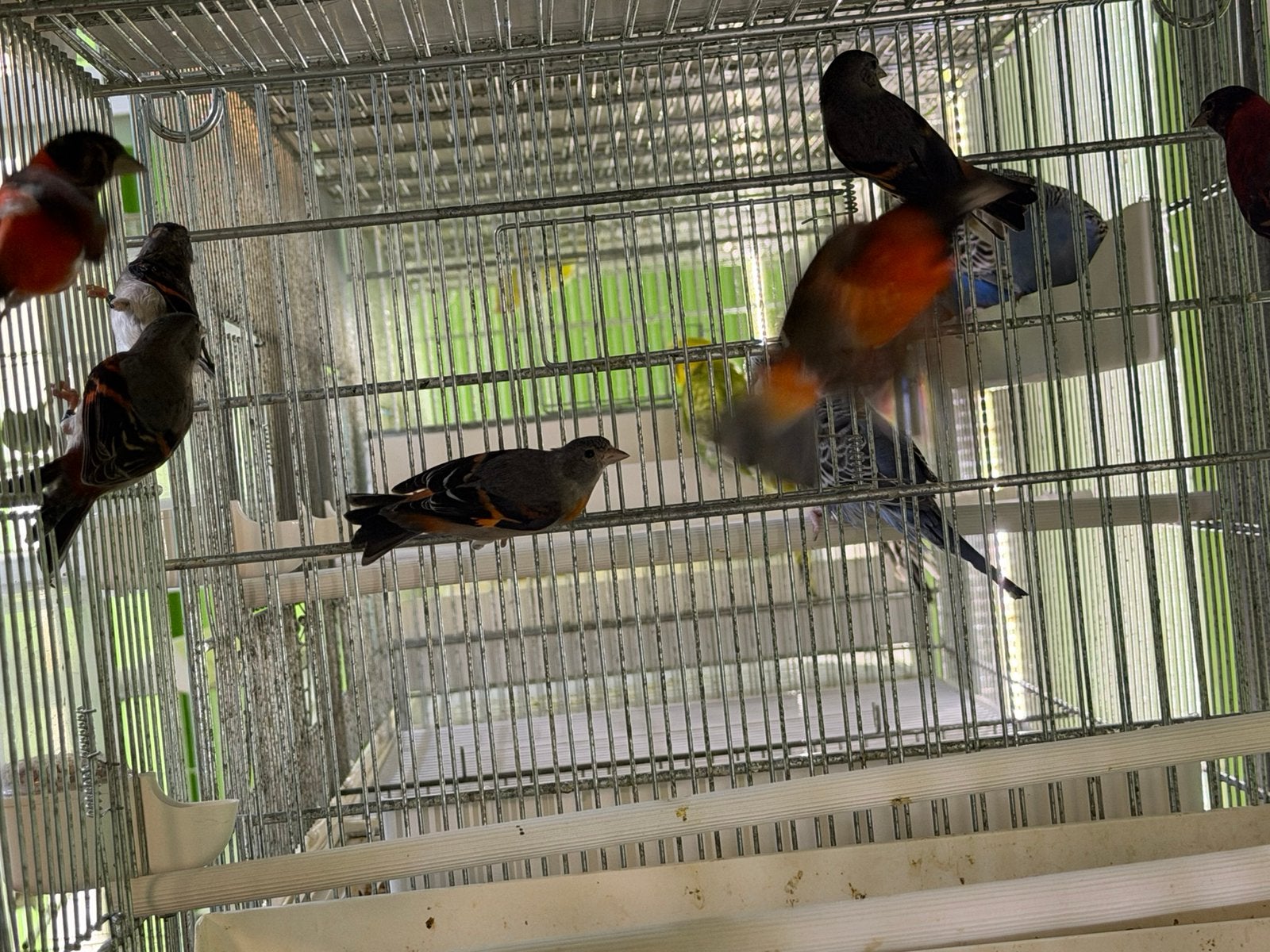 Kapoeten sijzen Poppen en Man, Dieren en Toebehoren, Meerdere dieren, Wildzangvogel, Geringd