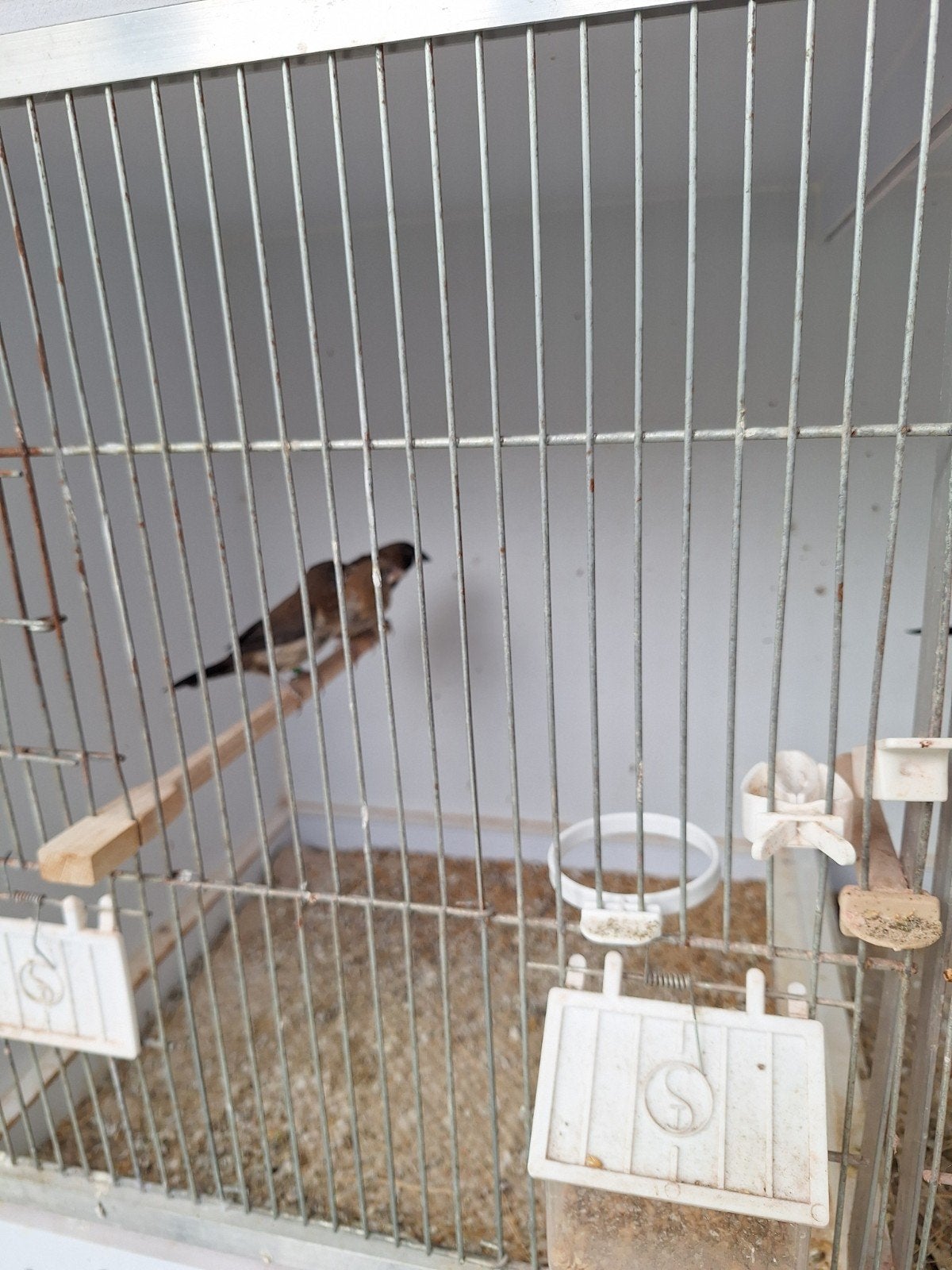 japanse meeuwen, Dieren en Toebehoren, Tropenvogel