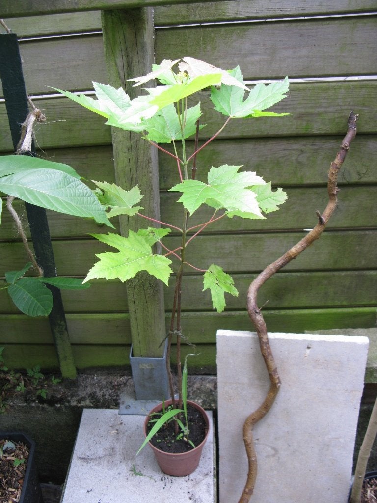 Jeune érable américain, Jardin & Terrasse, En pot, Ne fleurit pas, Plein soleil, Autres espèces